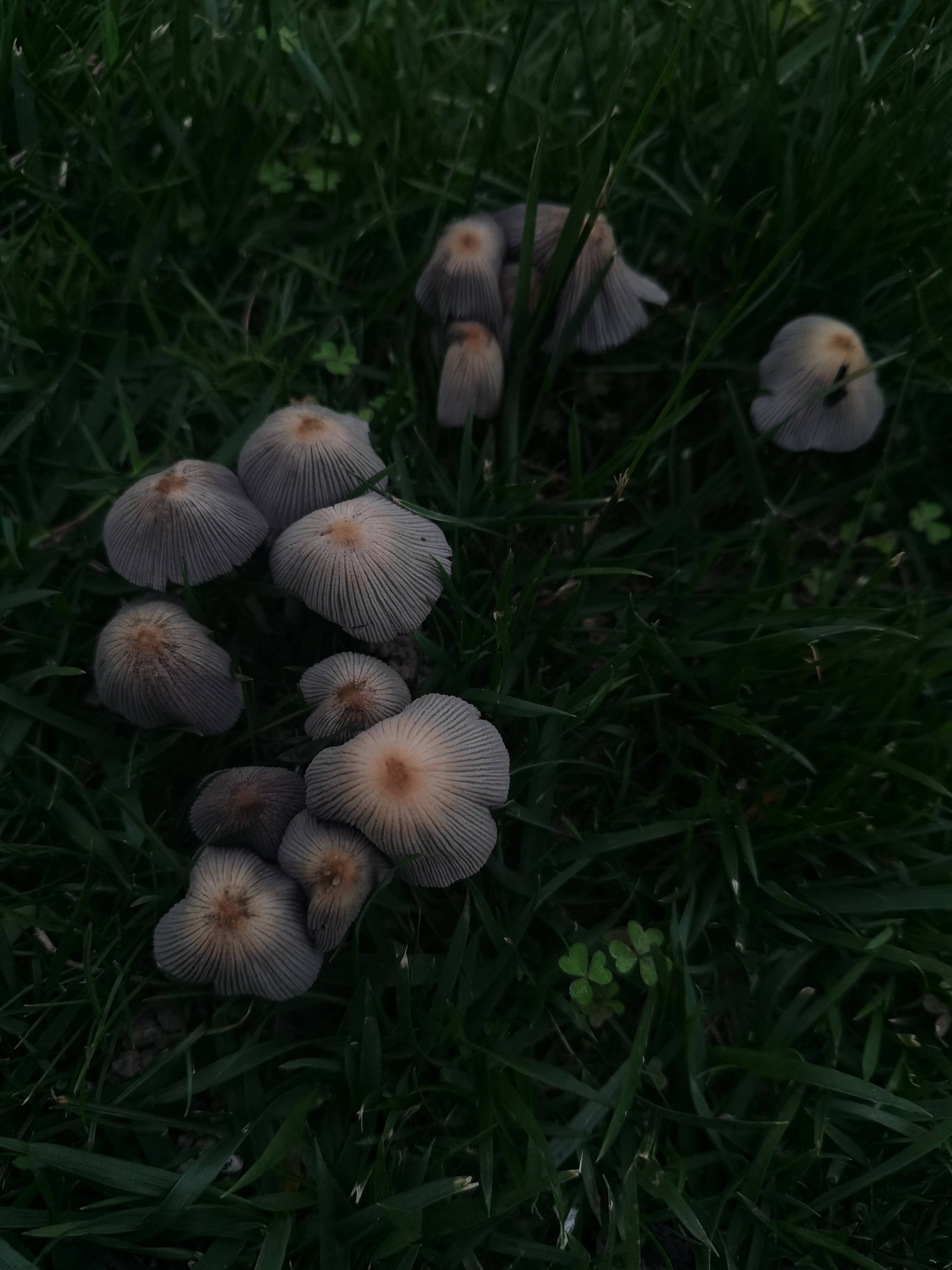 mushroomimage